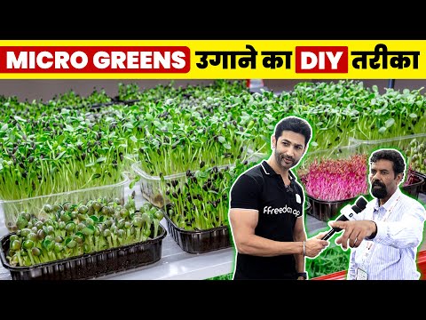 अपने घर पर उगाएं ये DIY Tiny Leaf Microgreens | Completely Explained in Hindi