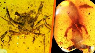 5 Strange Prehistoric Creatures Found Trapped in Amber - Part 2