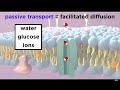 Exploring Cell Membrane Dynamics: Transport Mechanisms