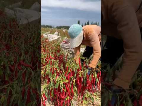 How to Harvest Red Hot Chilies By Hand #satisfying @HappyFarm85