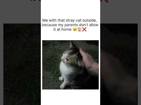 Cute cat 🐱 I wanna pet it ❤ #shorts #cats