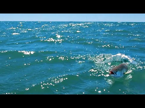 HABÍA TANTA PESCA QUE LOS PECES SALÍAN FUERA DEL AGUA POR SU CARNADA