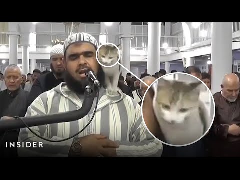 A Cat Joins A Ramadan Prayer As Muslims Celebrate The Holy Month | Insider News