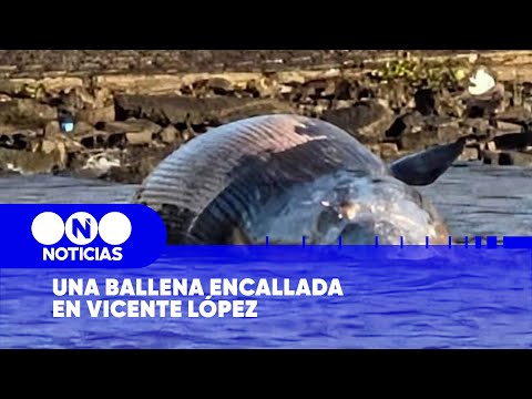 El MISTERIO de la BALLENA ENCALLADA en Vicente López - Telefe Noticias