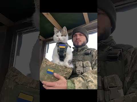 Haters Will Says It's Fake | Cats Can't Be Soldiers 🪖