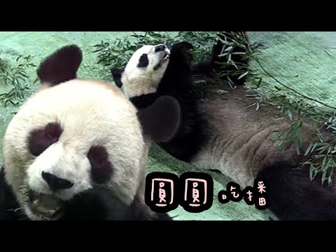 圓圓吃竹葉很享受，躺平模樣好放鬆|熊貓貓熊The Giant Panda Yuan Yuan and Yuan Bao|台北市立動物園