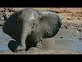 Baby Elephant's First Bath Adventure