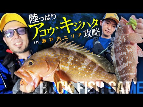 【陸っぱり】アコウ・キジハタ攻略/in瀬戸内エリア