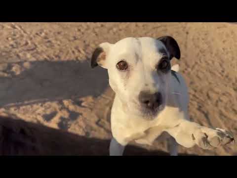 Jack Russell Shows Off Impressive Horse Riding Skill