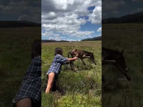 People make mistakes, and horses make mistakes! Pony fell into the ditch animal world Pony protect