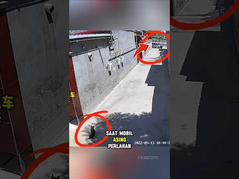 Pemilik anjing ini dengan sigap langsung mengejar penculiknya