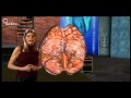 Exploring Circulation and Gas Exchange in the Alveoli