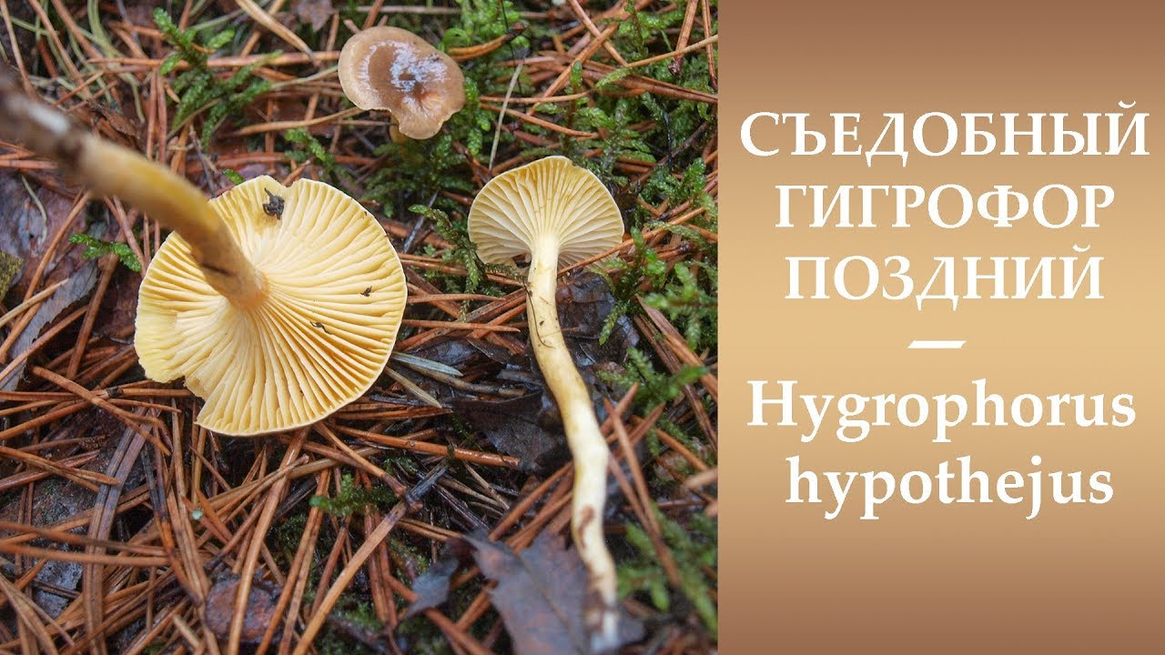 Съедобный Гигрофор поздний - Hygrophorus hypothejus