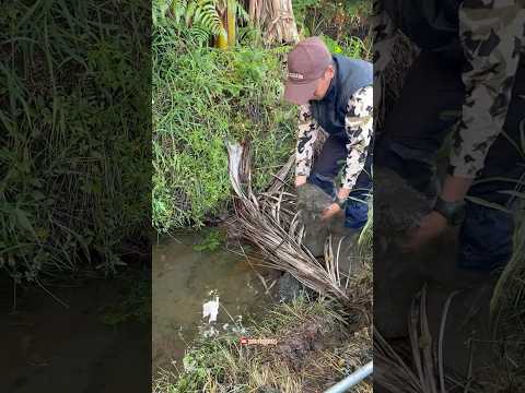Kuras parit kecil yang banyak ikan babon🤤🥰