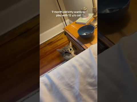 12 Year Old Cat Goes Full Boss Mode *Heartbreak* 💔🥰 #kittenshorts #shocker #cuteanimal #cutepets
