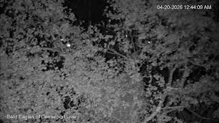 *** Bald Eagles of Centerport Live Stream  2025***