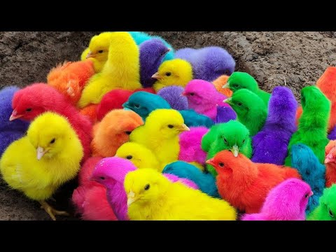 Menangkap ayam lucu, ayam warna warni, ayam rainbow, bebek, angsa, ikan hias, ikan cupang