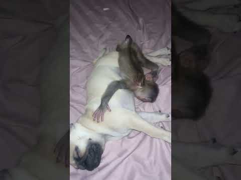 So cute and lovely pet ❤️