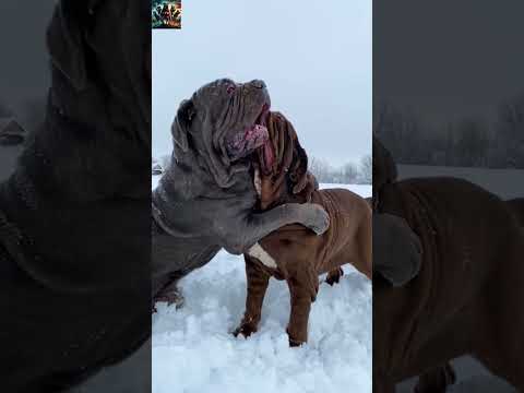 Pitbull’dan Korkmayın! İşte En Etkili 5 Koruyucu Köpek