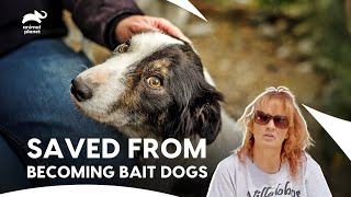 Teens Threaten Puppies, Tia Rescue Team Responds Fast | Pit Bulls & Parolees S4 E7 | Animal Planet
