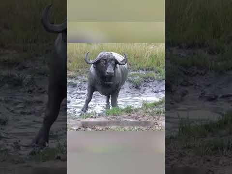 गुस्से में भैंसा, डर गया शेर 😱 | #shorts #viralvideo #animalrescue