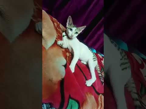 #funny #comedy #cat #catvideos #cutebaby
