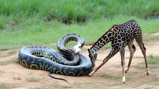 Giant Python vs Giraffe – Nature’s Strangest Face-Off