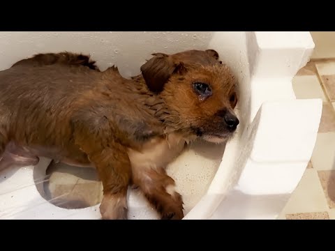 凍死しそうな犬に出くわした犬嫌いの男性｡犬の哀れな目を見て、男性は驚くべき行動に出た【感動】