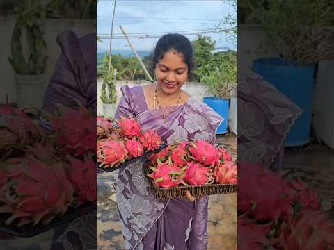 Dragon fruits harvesting #dragonfruits #mygarden #organicfarming #gardening #shorts #viralvideo
