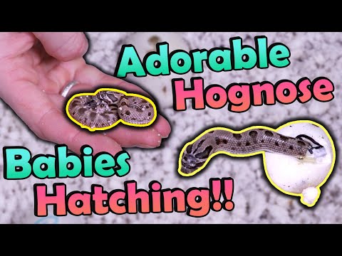 Hognose Snakes Hatching! But we got Kinks... :(