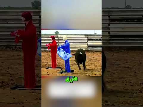 هل فعلا الثور بيكره اللون الاحمر!