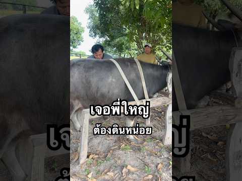 เจองานใหญ่ #ควาย #ควายงาม #ควายไทย #เลี้ยงควาย #animals #buffalo #cow #funny #farming #farm #cute