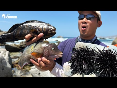 EXOTIC FISH Catch and Cook on the ROCKS! (RAW Sea Urchin, Hog Fish, Hawk Fish)