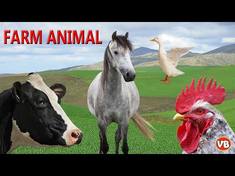 Animais Domésticos - Som dos Animais de Fazenda