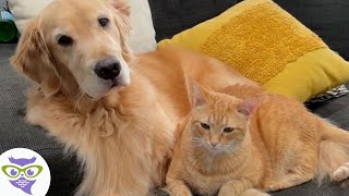 Cachorro No Descansó Hasta que su Hermano Gato lo Aceptara