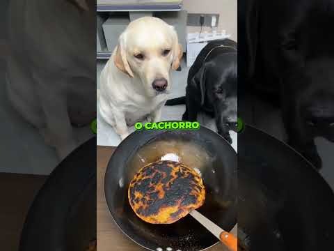 Quando um Dono Divide Mal a Comida Entre Seus Cães 😮💔