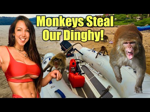 Aggressive Monkeys Steal Our Dinghy!