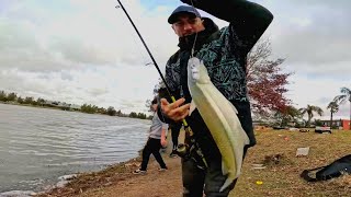 Pesca de pejerrey en barrio privado, como cocinar pescado frito en freidora de aire. Pesca urbana