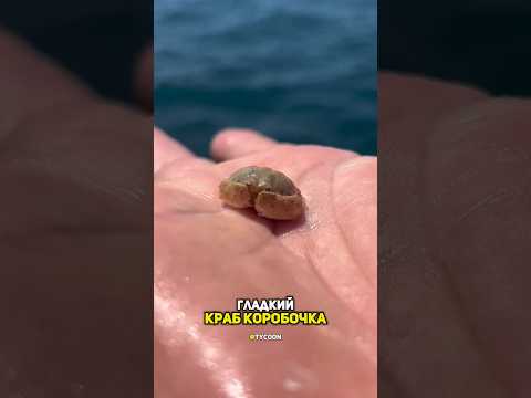 #крабкоробочка