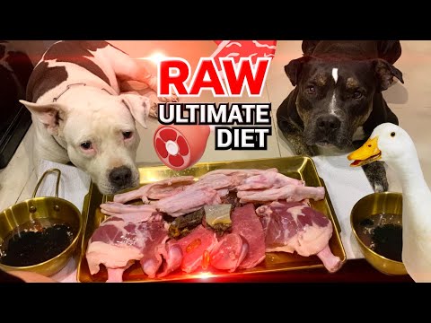 🐶🐶Pit Bulls ULTIMATE RAW Diet [ASMR] MUKBANG 犬が生の肉を食べる[咀嚼音] EP.10 of 2025 #ultimaterawdiet