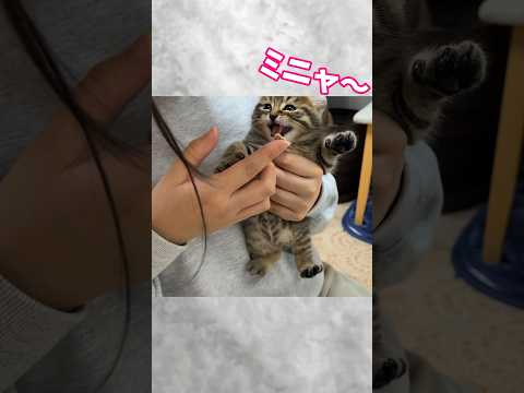 ぽっこり腹の赤ちゃんがメシウマーを覚えた瞬間✨