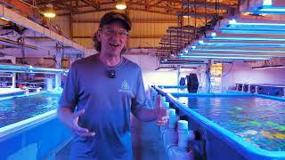 An intimate look into what it takes to run a coral farm