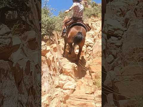 Watch a good Mustang cover this terrain #mustanghorse #horse #fyp (Performed by Professionals)