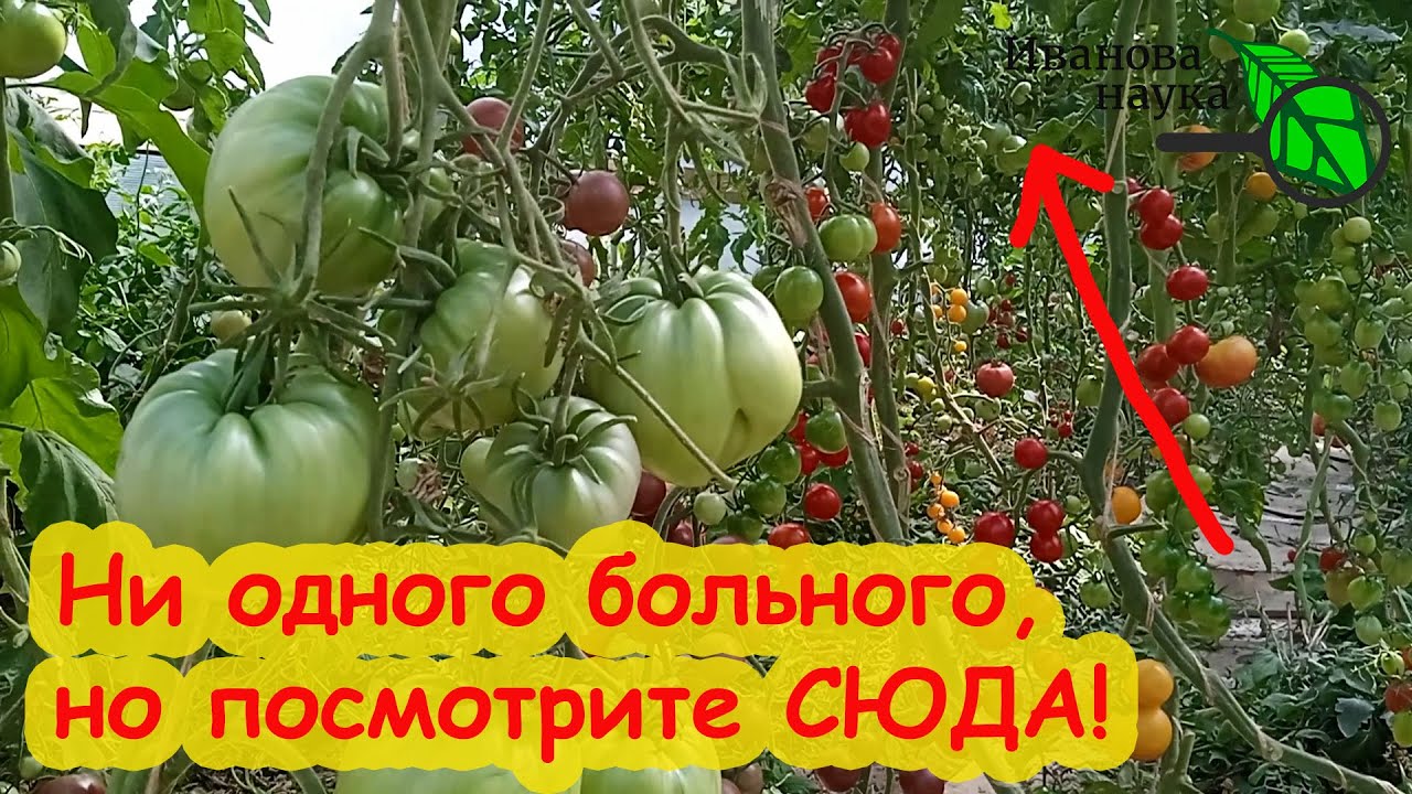 Я в шоке! Что я обнаружил на своих томатах! Мои томаты без болезней, но.