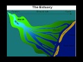 Exploring Estuary Dynamics and Functions