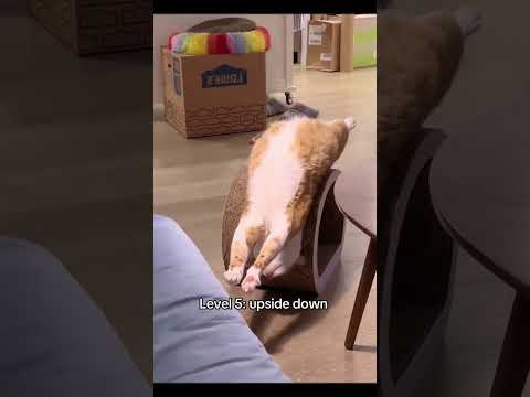 Comment your favorite #cat #cats #kitten #funnycats #fyp #tiktok #cute