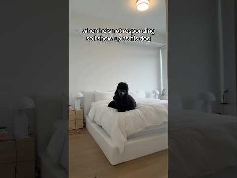 Like bae PAWlease respond ๐