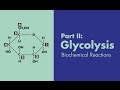 Glycolysis Enzymes and Reactions