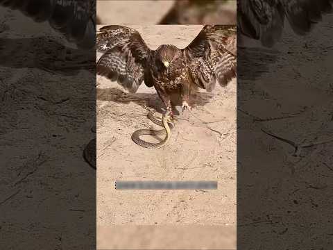 āĻāĻ āĻĒāĻžāĻāĻŋāĻāĻŋ āĻŦāĻŋāώāĻžāĻā§āϤ āϏāĻžāĻĒ āĻŽā§āϰ⧠āĻāĻžā§āĨ¤This bird kills and eats poisonous snakes.đą