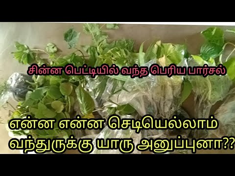 யார் இவ்வளவு மூலிகை செடிகள் அனுப்புனாங்க